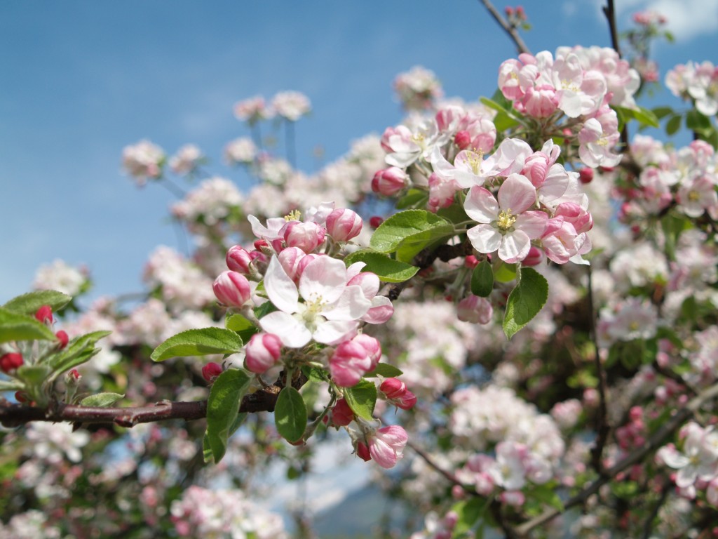 apple-blossom-80334
