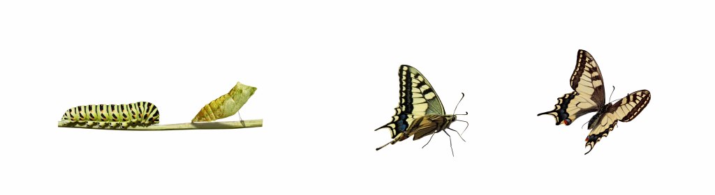 Butterfly metamorphosis_small